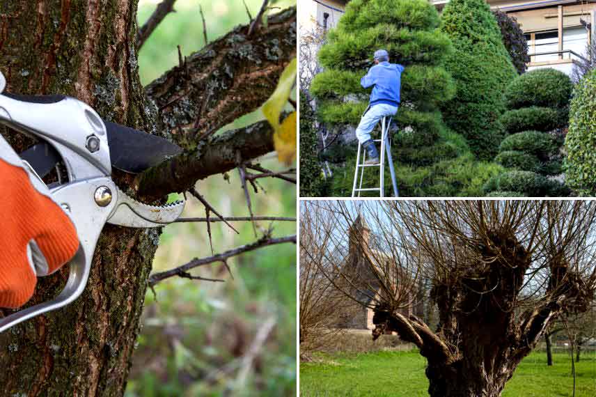 Tailler les arbres en automne