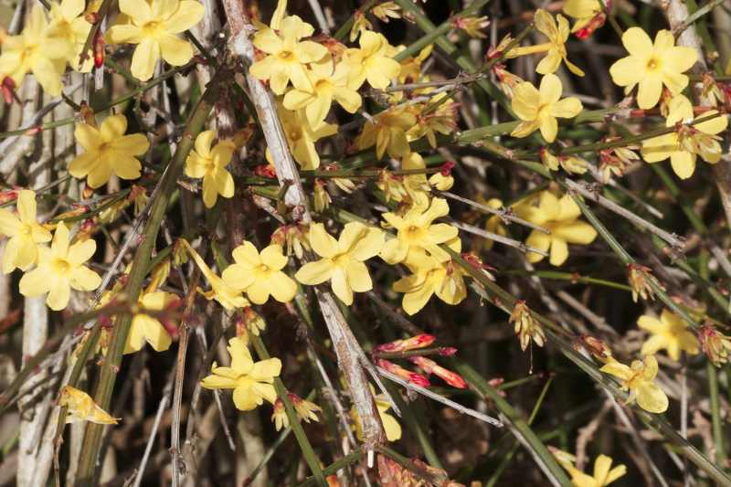 Entretenir le jasmin d'hiver, entretien jasmin d'hiver, entretenir Jasminum nudiflorum, taille et palissage jasmin d hiver