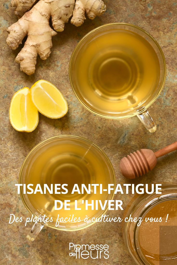 tisane anti-fatigue