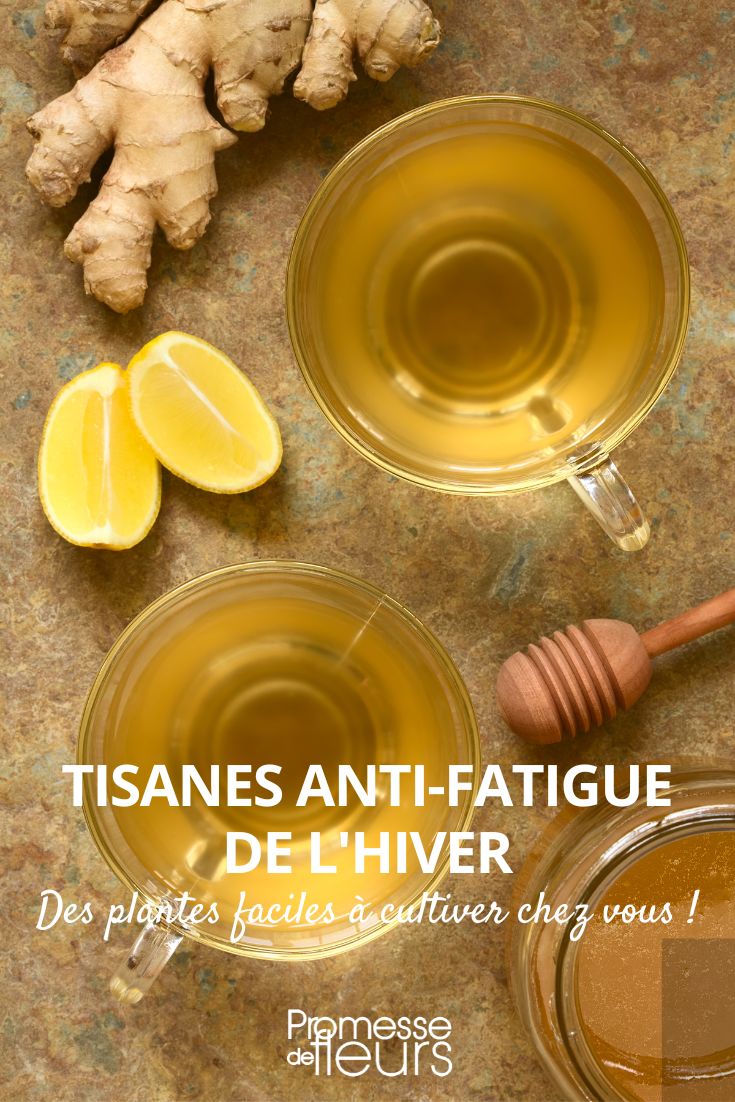 Infusion au gingembre et au miel: Remède naturel pour l'hiver