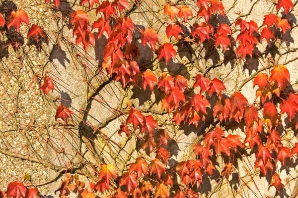 Quand et comment tailler la vigne vierge ?