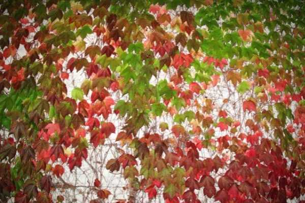 Comment enlever une vigne vierge sur une façade ?