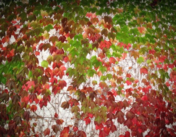 Comment enlever une vigne vierge sur une façade ?