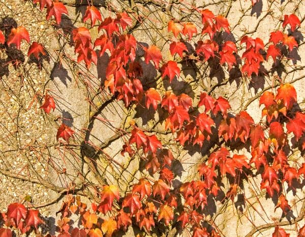 Quand et comment tailler la vigne vierge ?