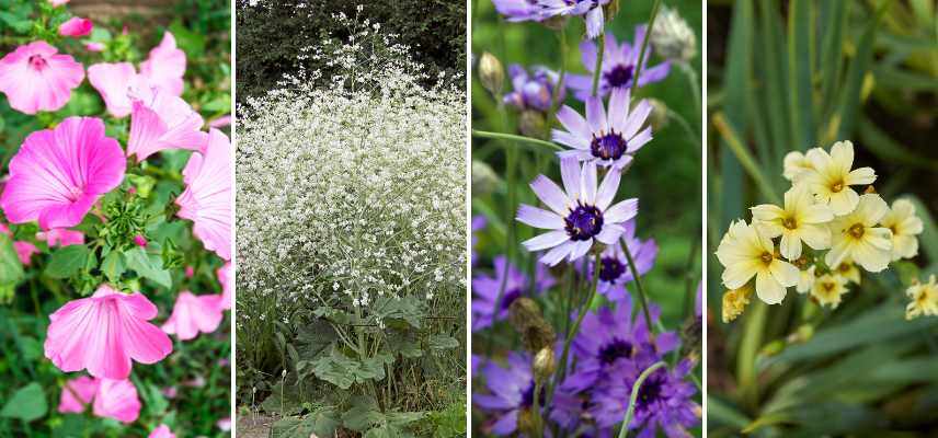 plantes qui se ressement toutes seules, plantes semis spontanés, fleurs se ressemant toutes seules,, semis spontanés quelles fleurs