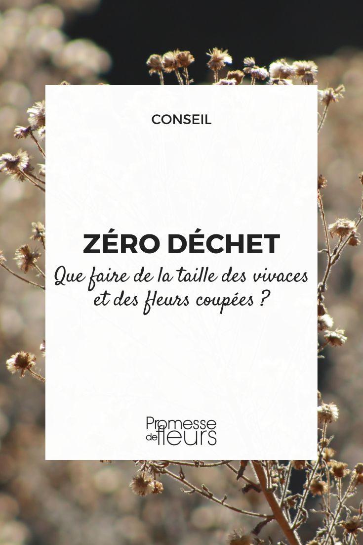 zero dechet que faire de la taille des vivaces et fleurs fanees