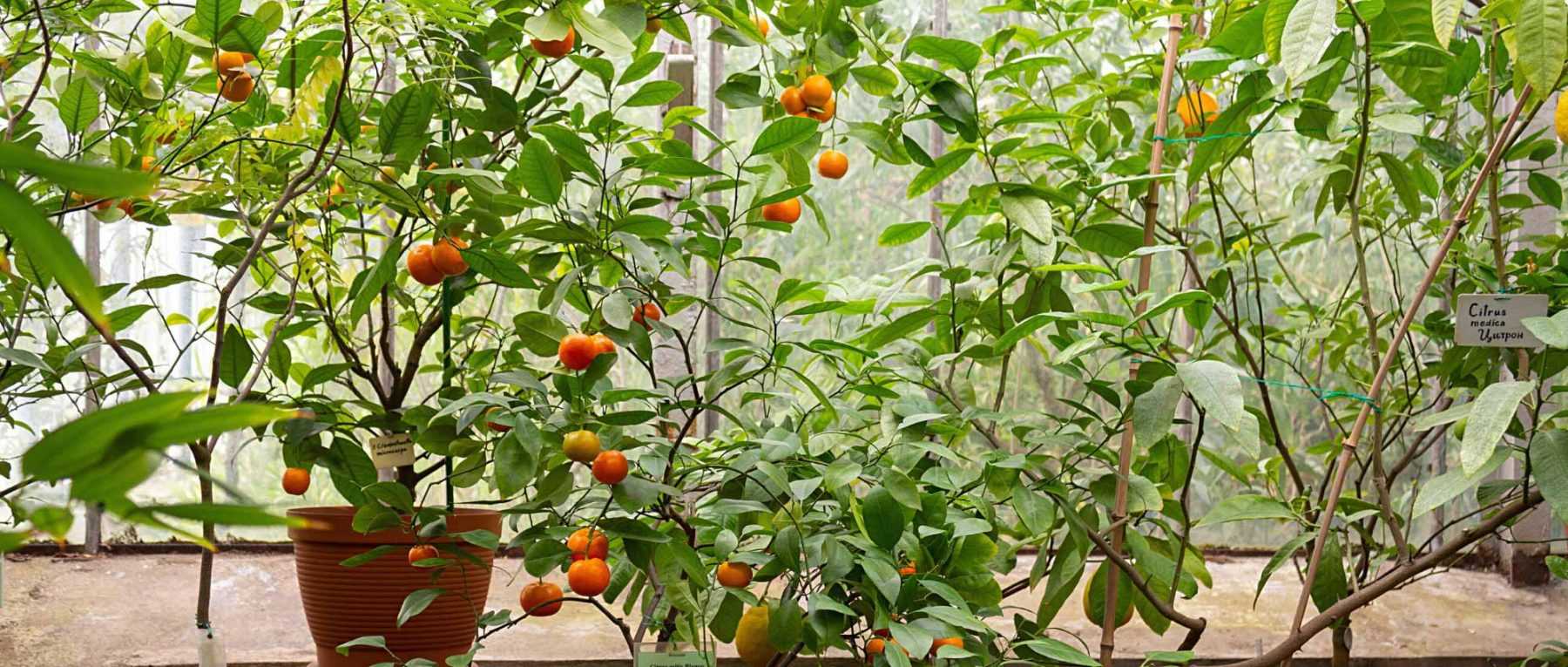 Jardinage : protégez vos plantes pour l'hiver au balcon ou au jardin