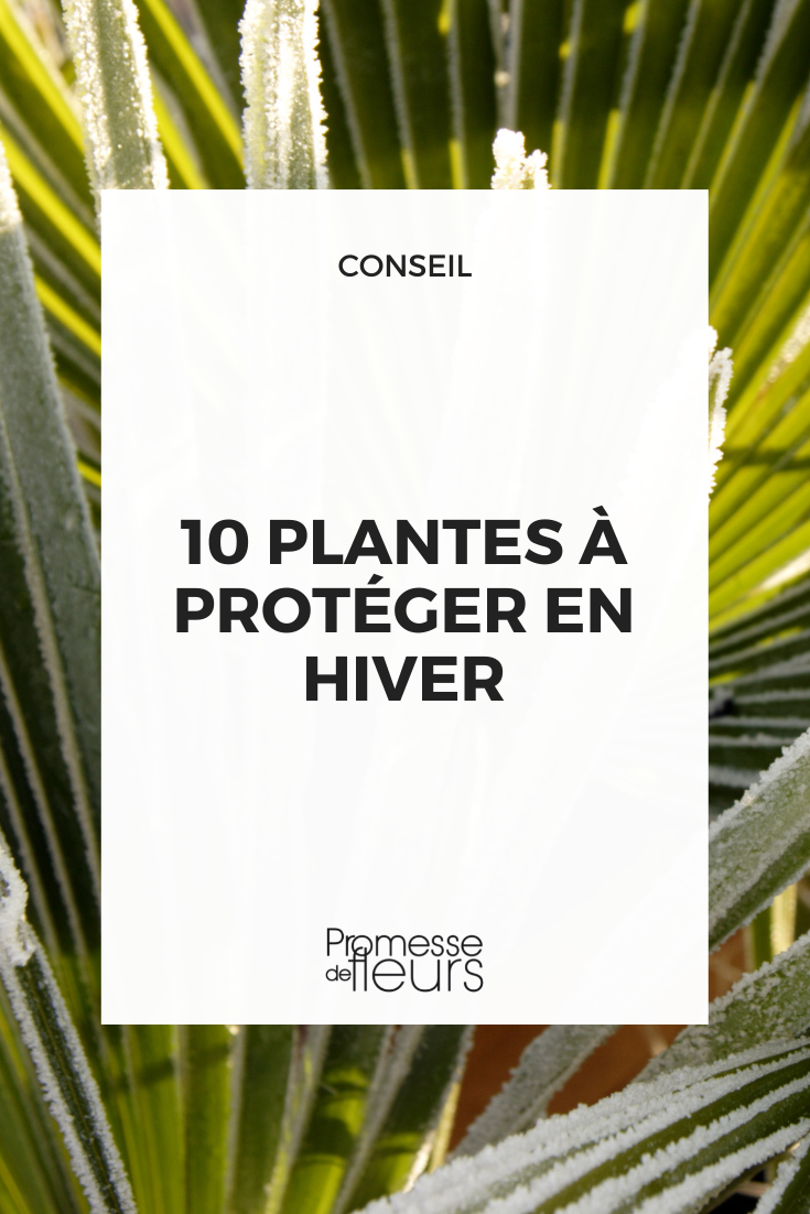 Hivernage : comment bien protéger vos plantes ?