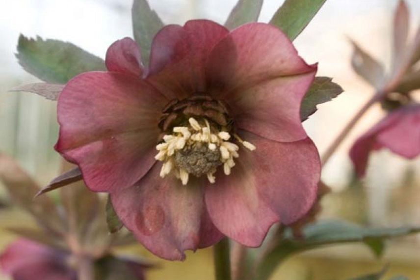 Hellebore