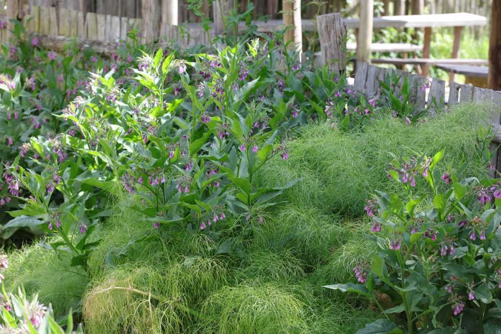 Scène Symphytum officinale, Foeniculum vulgare