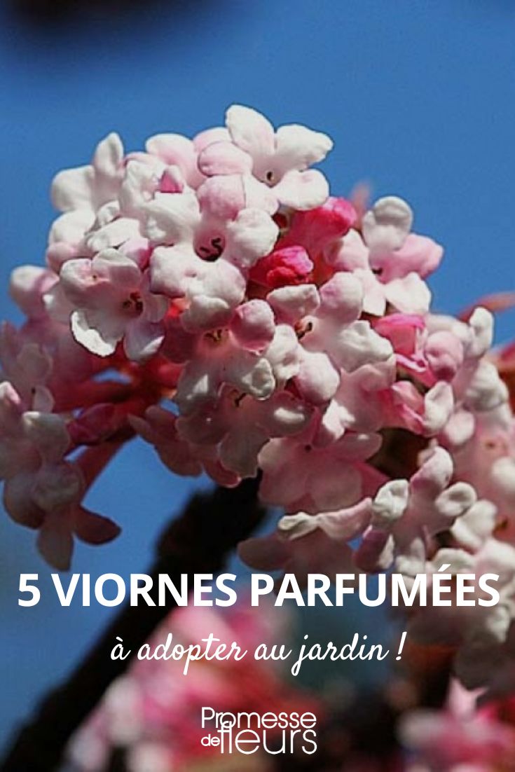 5 viornes parfumees