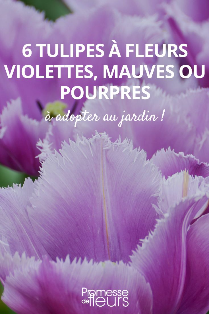 6 tulipes fleurs violette, mauve, pourpre