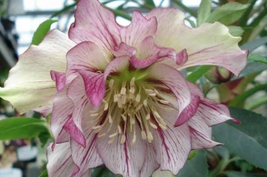 hellebore