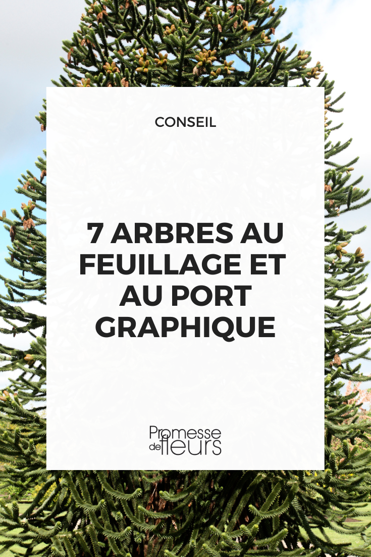 Arbres graphiques