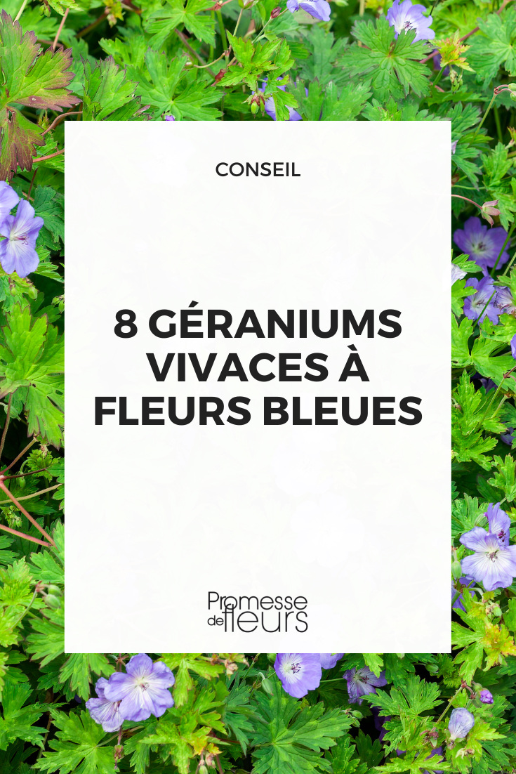 Sélection de géranium vivaces bleus