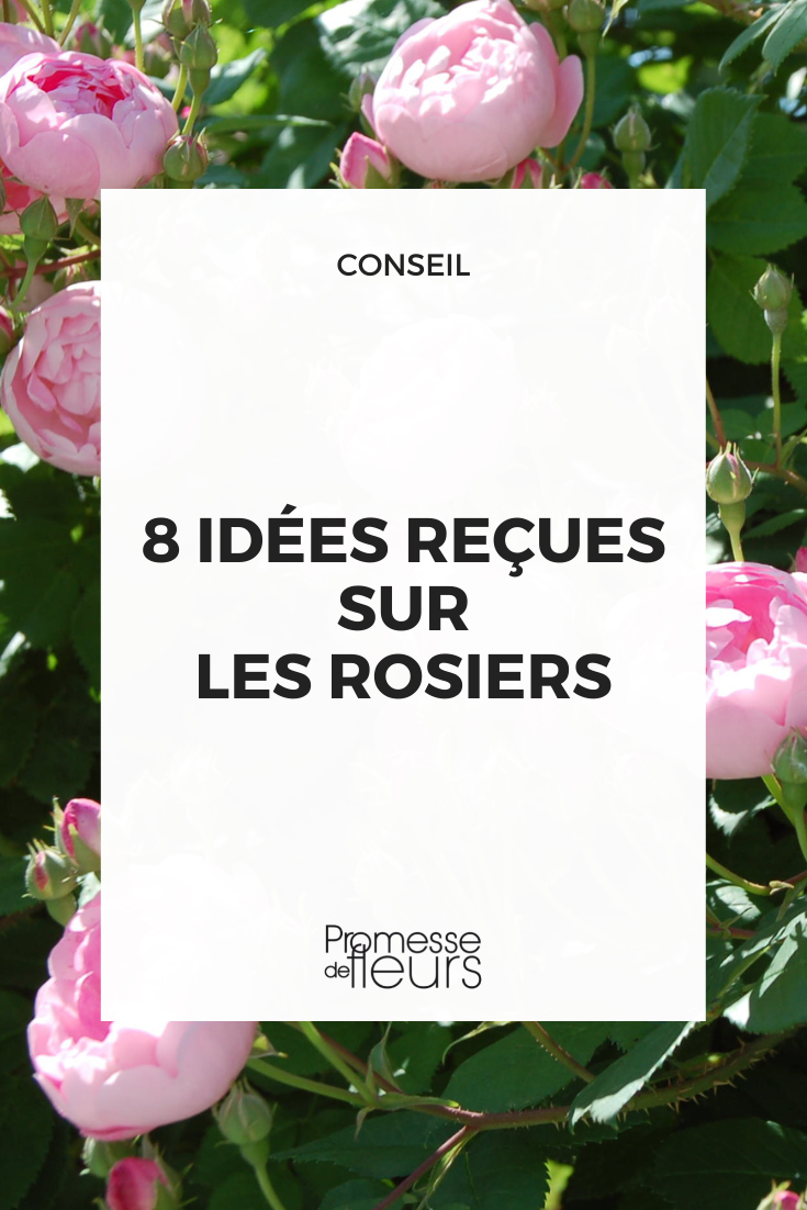 6 Conseils Pour ne Plus Avoir des Feuilles Jaunes sur vos Rosiers