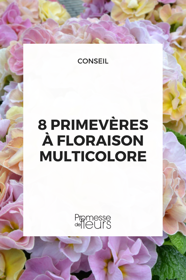 Primevère à fleurs multicolores