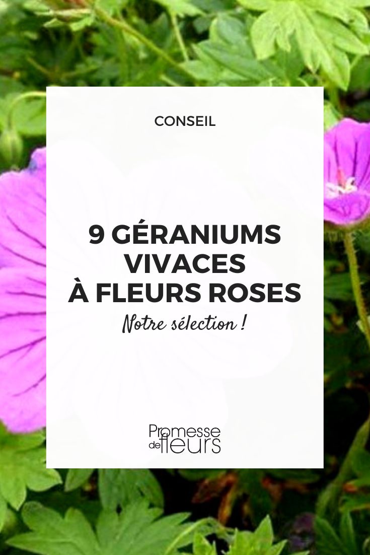 geranium vivace floraison rose