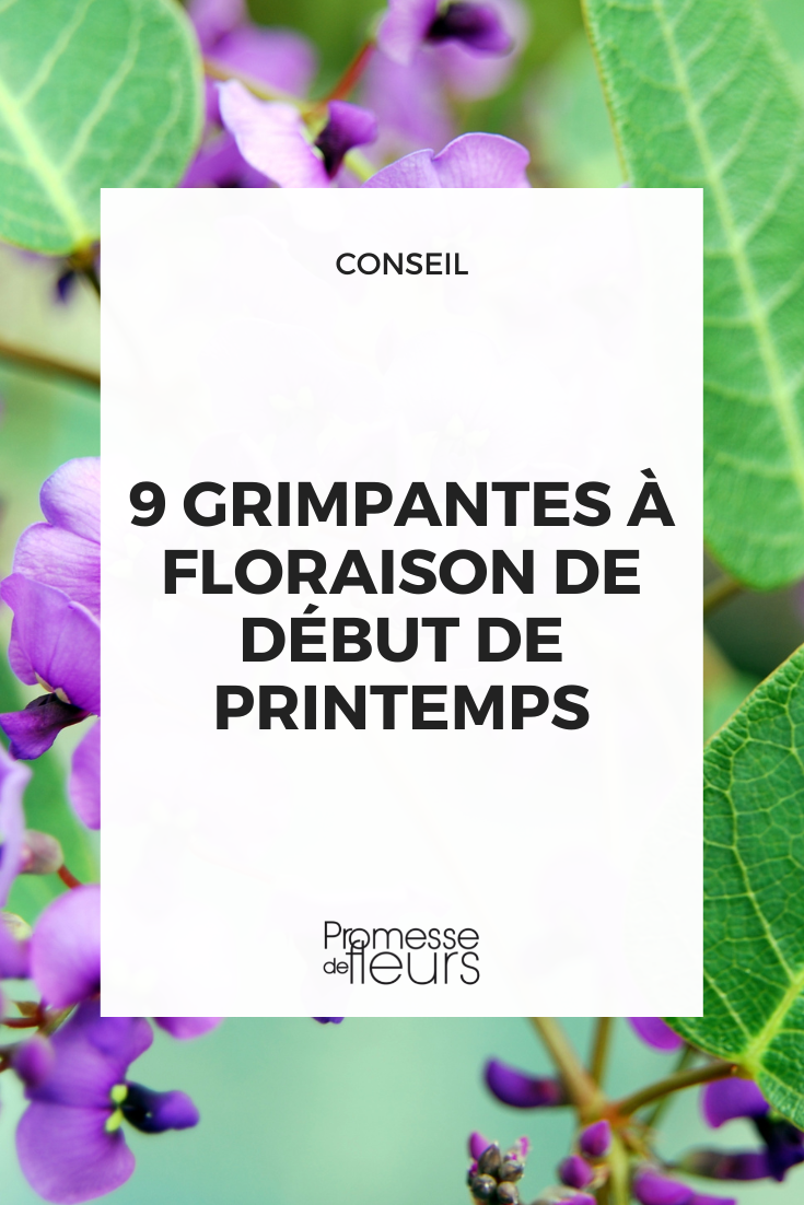 Plantes grimpantes qui fleurissent tôt au printemps