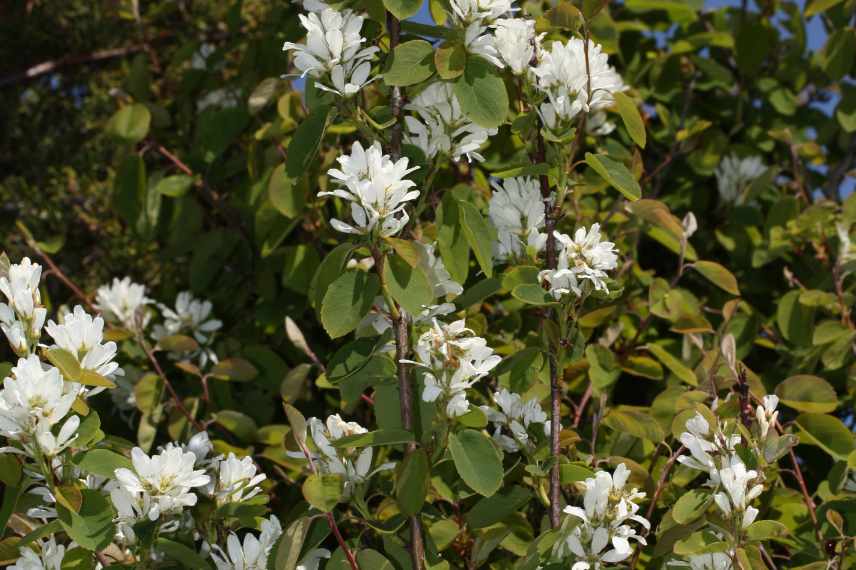 Cultiver un Amelanchier en pot, quel Amelanchier pour bac, Amelanchier pour terrasse