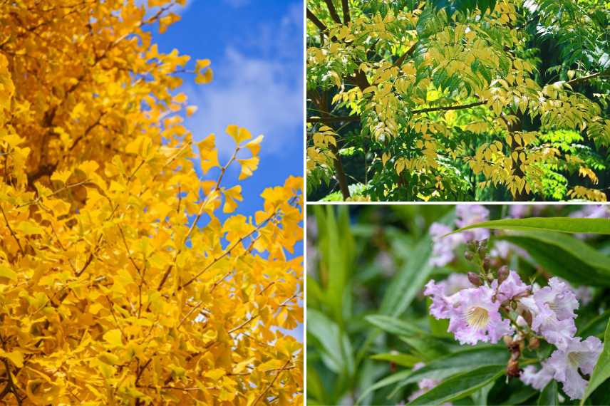 plantes belles toute l'année, jardin beau toute l annee, plantes arbustes vivaces beaux toute l'annee, quels arbres feuilles restent le plus en automne