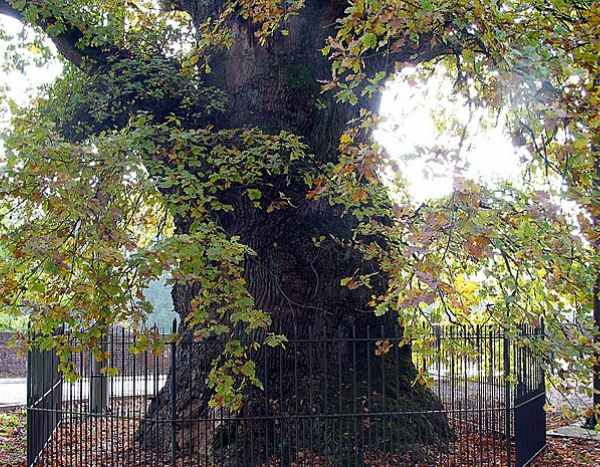 15 arbres remarquables à protéger