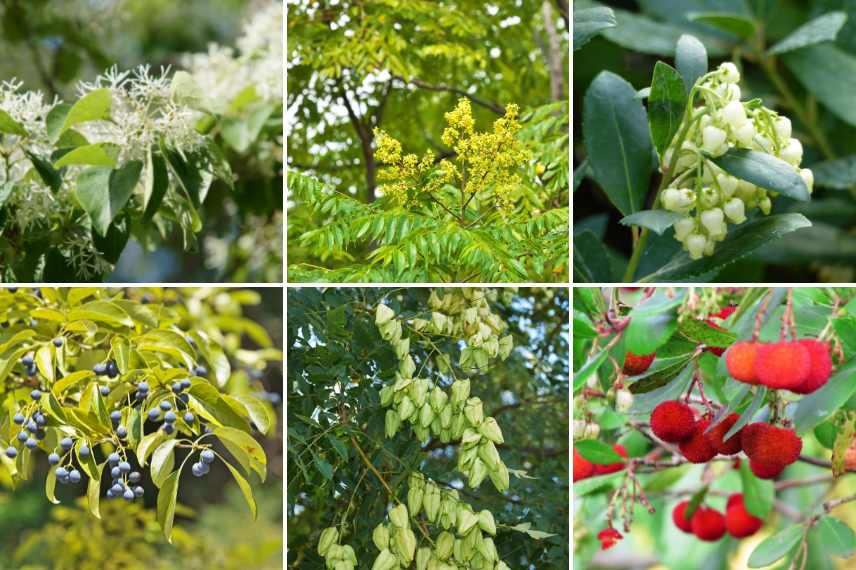 plantes belles toute l'année, jardin beau toute l annee, plantes arbustes vivaces beaux toute l'annee