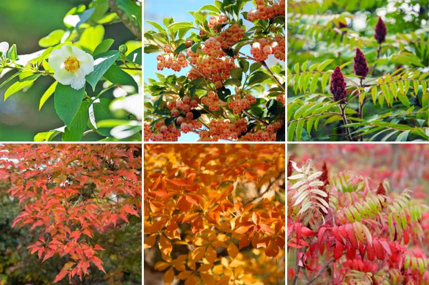 plantes belles toute l'année, jardin beau toute l annee, plantes arbustes vivaces beaux toute l'annee