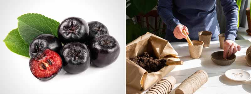 Comment semer les graines d'Aronia