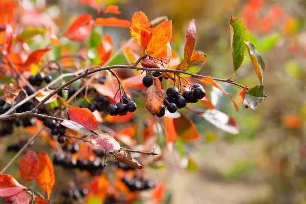 Comment multiplier l'Aronia ?