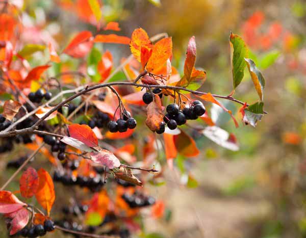 Comment multiplier l'Aronia ?