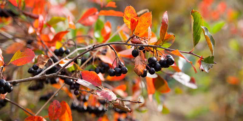 Comment tailler l'Aronia