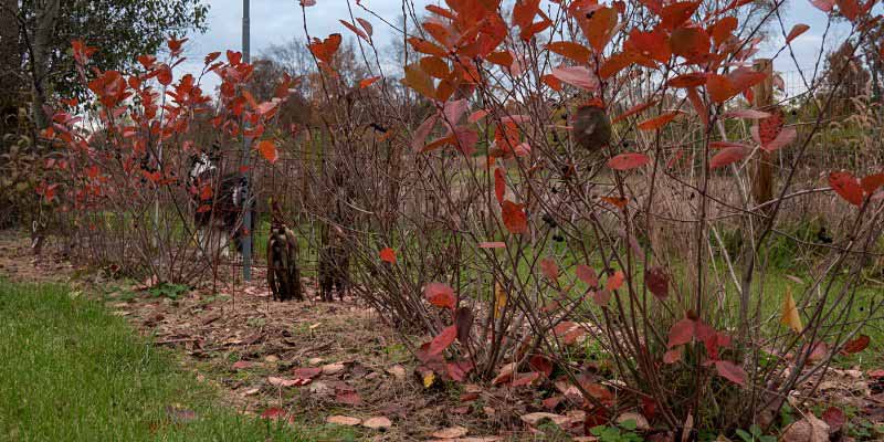 Comment diviser l'Aronia