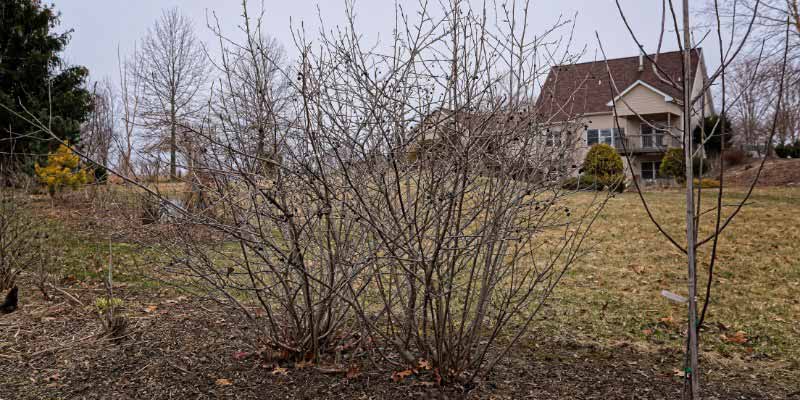 Comment tailler l'Aronia