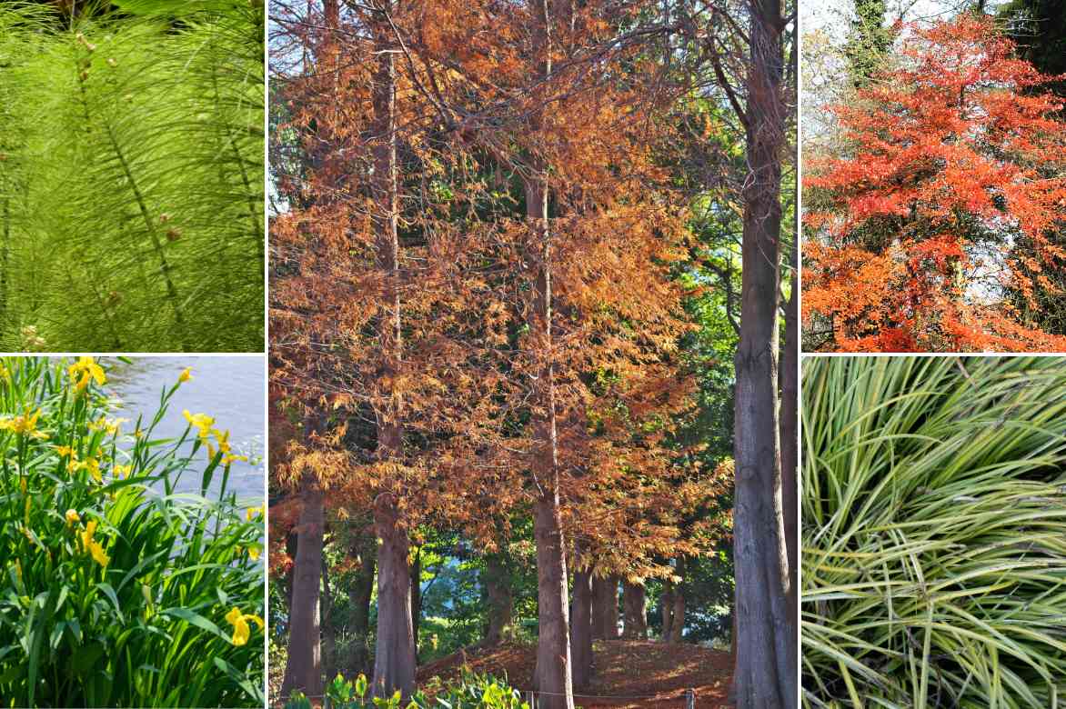 Taxodium plantation entretien culture, Cypres chauve