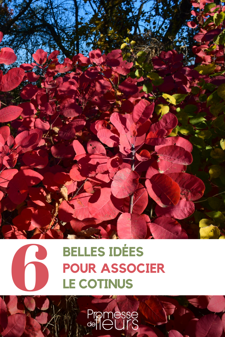 Associations avec le Cotinus ou Arbre à perruque au jardin