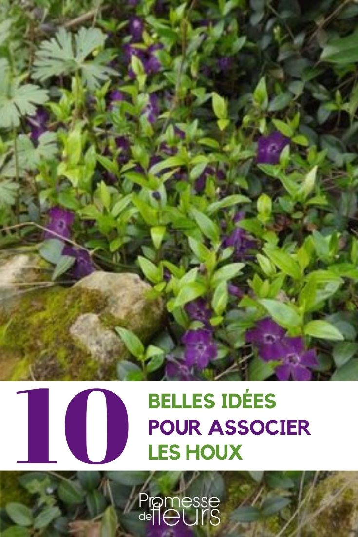 Associer les pervenches