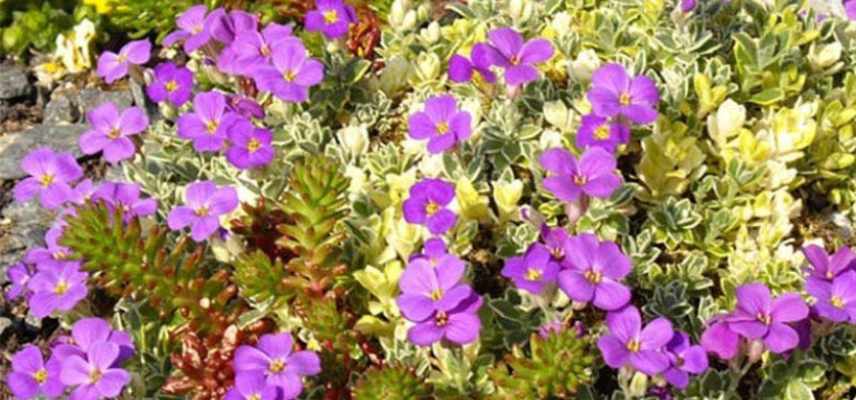 aubriete plus belles varietes