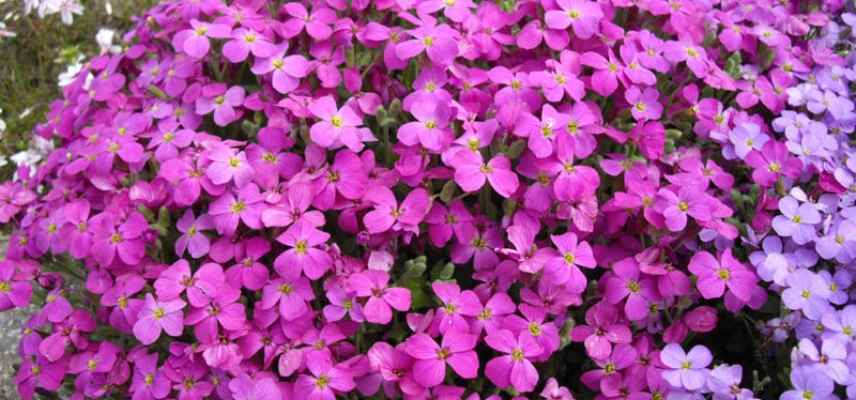 aubriete plus belles varietes