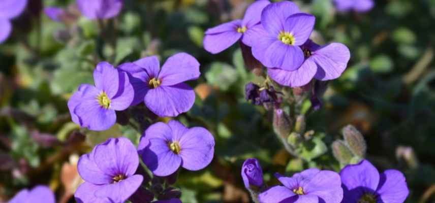 aubriete plus belles varietes