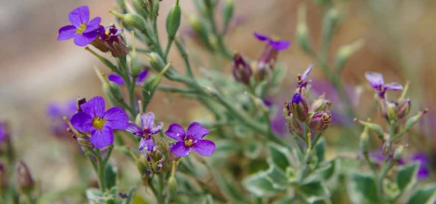 aubriete plus belles varietes