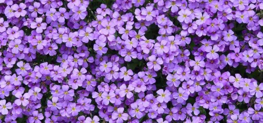 aubriete plus belles varietes