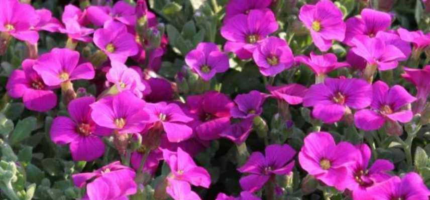 aubriete plus belles varietes