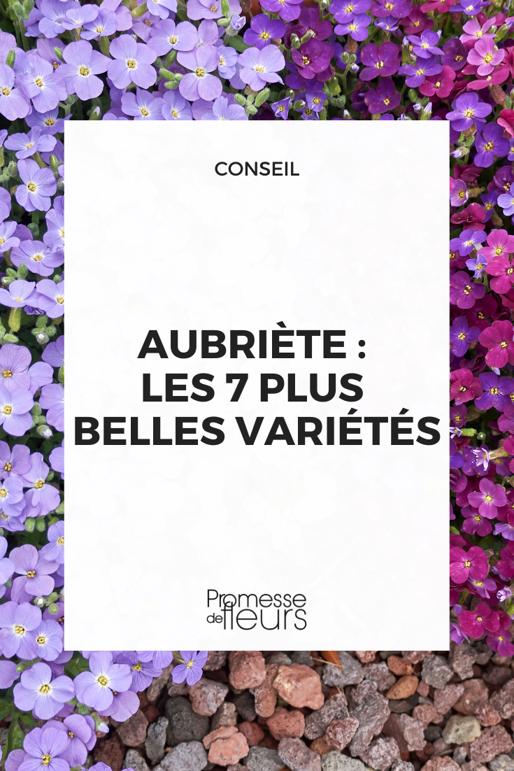 Aubriete