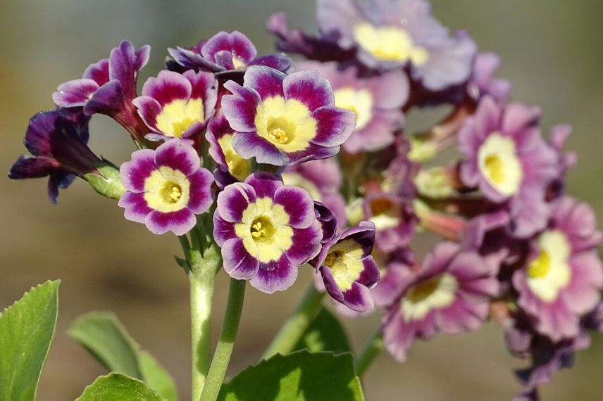 Primula x pubescens