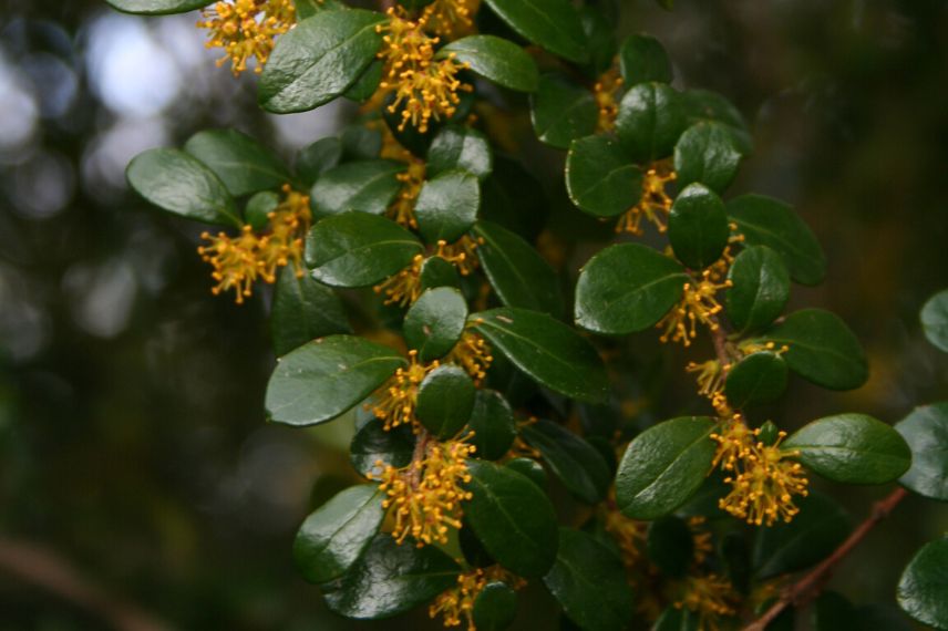 Azara microphylla en pot