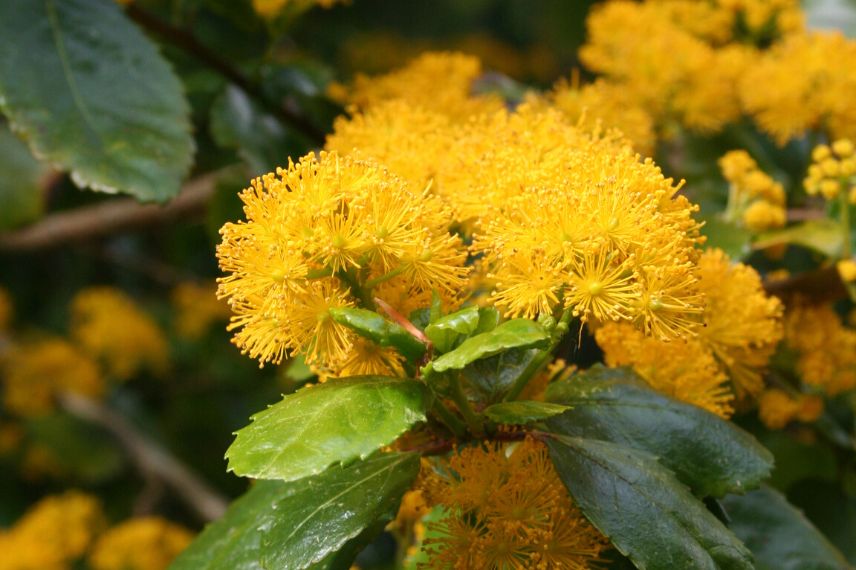 Azara serrata culture en pot