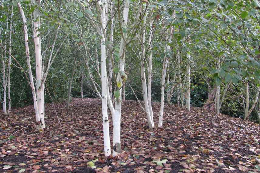 Bouleau de l'Himalaya, Betula utilis var Jacquemontii