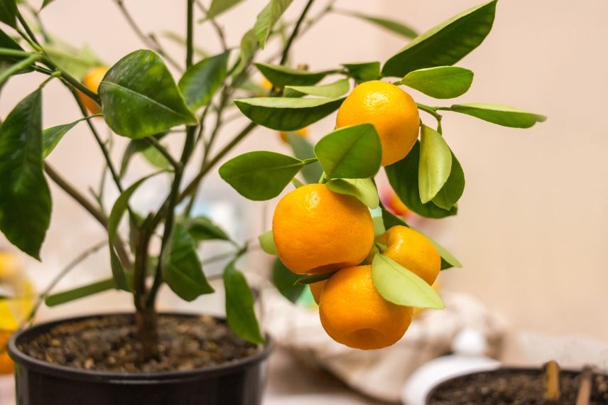 Citrus madurensis