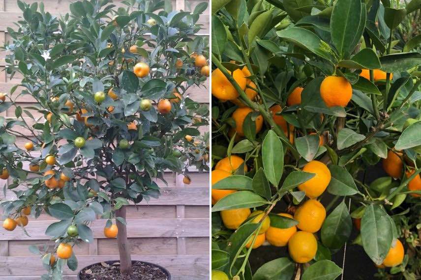 Citrus madurensis 